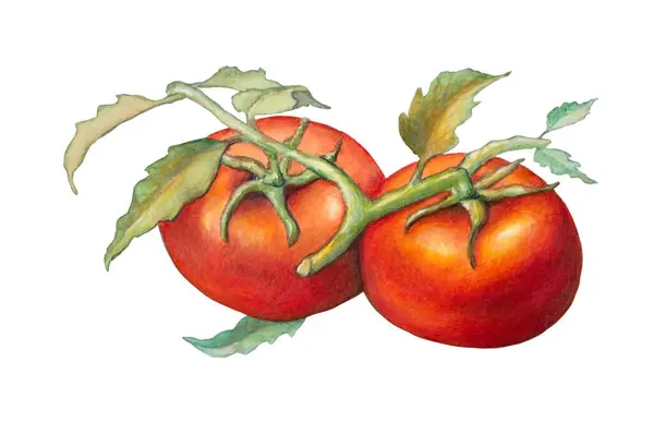 Ein Paar Frische Tomaten Weinstock Traditionelle Aquarell Illustration Auf Papier Stockbild