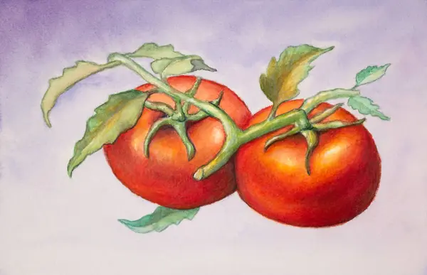 Quelques Tomates Fraîches Sur Vigne Illustration Traditionnelle Aquarelle Sur Papier Photos De Stock Libres De Droits
