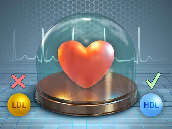 Coração Humano Armazenado Uma Cúpula Vidro Efeitos Positivos Negativos Colesterol Imagem De Stock