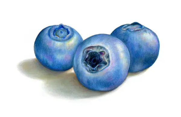 Three Ripe Blueberries White Background Traditional Colored Pencils Illustration Paper ストック画像