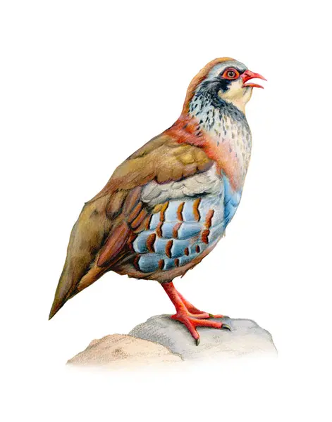 Male Red Partridge Portrait Traditional Illustration Paper Own Artwork ストック画像
