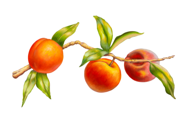 Yumuşak pasteller olgun şeftali çiziyor. Geleneksel illüstrasyon, kendi sanatım..