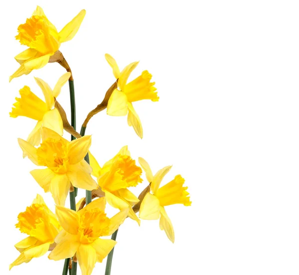 Gele Narcissen Geïsoleerd Witte Achtergrond — Stockfoto