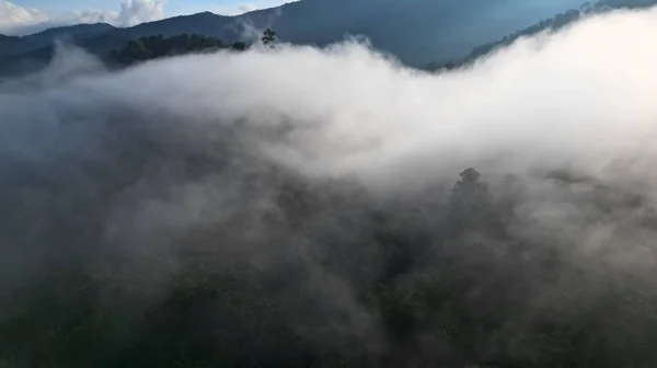 Yağmur Ormanlarında Gün Doğumu Langkawi Ormanı Insansız Hava Aracı Manzarası — Stok fotoğraf