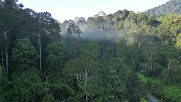 Východ Slunce Deštném Pralese Mlhami Nízkými Mraky Malajsijský Les Pohled — Stock video