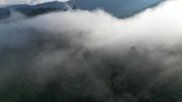 霧と低雲と熱帯雨林の日の出 マレーシアの森ドローンの眺め — ストック動画