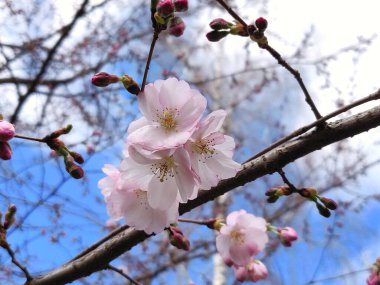 sakura ilkbaharda çiçek açan güzelliği