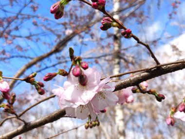 sakura ilkbaharda çiçek açan güzelliği