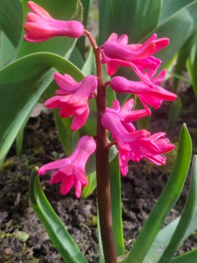 Bahar sümbül çiçek Park