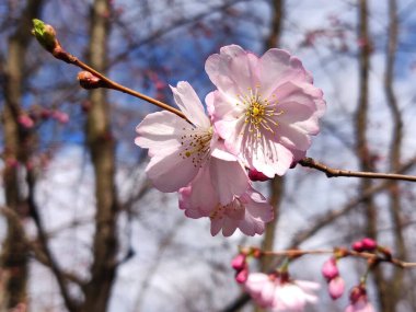 Baharda Sakura çiçeklerinin açan güzelliği