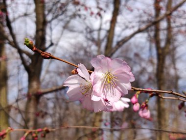 Baharda Sakura çiçeklerinin açan güzelliği
