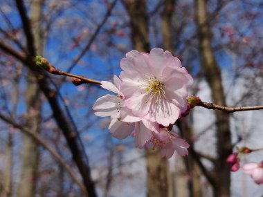 Baharda Sakura çiçeklerinin açan güzelliği