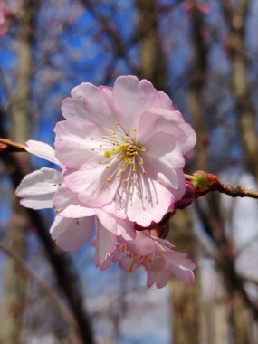 Baharda Sakura çiçeklerinin açan güzelliği