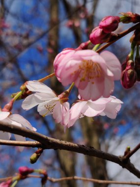 Baharda Sakura çiçeklerinin açan güzelliği
