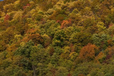 Bir ormandaki yaprak döken ağaçlar ile renkli sonbahar manzara