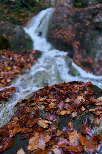 瀑布穿过峡谷 岩石覆盖着苔藓和落叶 — 图库照片