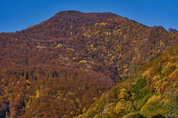 Красочный Осенний Пейзаж Лесу Лиственными Деревьями — стоковое фото