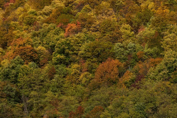 Paysage Automnal Coloré Dans Une Forêt Arbres Feuilles Caduques — Photo