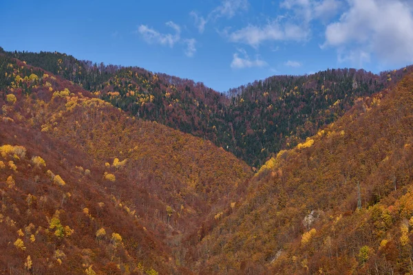 Барвистий Автентичний Пейзаж Лісі Листяними Деревами — стокове фото