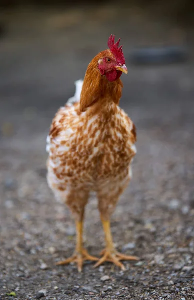 Closeup Chicken Standing Ground Selective Focus Eye — Stock Photo, Image