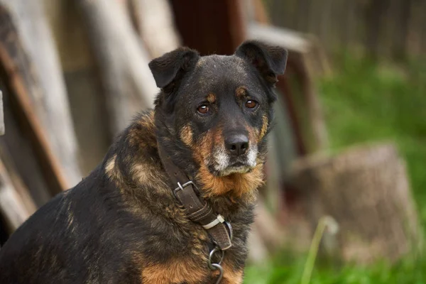 Retrato Close Cão Guarda Acorrentado Quintal — Fotografia de Stock