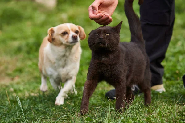 所有者の手のペッティング犬と古い黒猫 — ストック写真