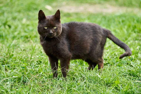 Egy Öreg Fekete Macska Közelsége Fűben — Stock Fotó
