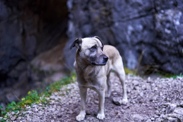 Abandonado Cão Pastor Floresta Procurando Seu Mestre — Fotografia de Stock