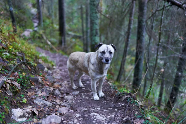 Ormanda Sahiplerini Arayan Terk Edilmiş Çoban Köpeği — Stok fotoğraf