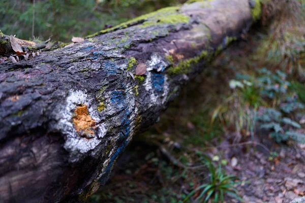 Mészkőhegyeket Borító Fenyőerdőkkel Borított Táj — Stock Fotó