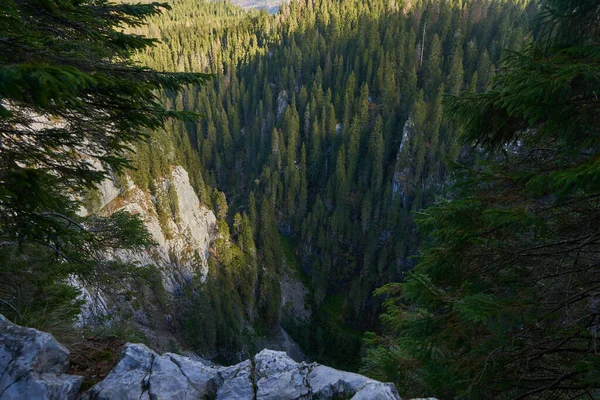 Krajina Borovými Lesy Pokrývající Vápencové Hory — Stock fotografie