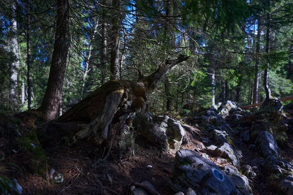 Kireçtaşı Dağlarını Kaplayan Çam Ormanlarıyla Kaplı Manzara — Stok fotoğraf