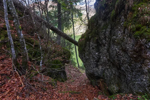 覆盖石灰岩山的松树林景观 — 图库照片