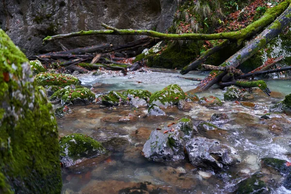 Nehir Yemyeşil Bir Bitki Örtüsüyle Dağdaki Bir Kanyondan Hızla Geçer — Stok fotoğraf
