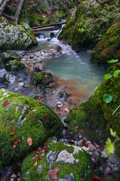 在植被茂密的高山上 河流急流穿过峡谷 — 图库照片