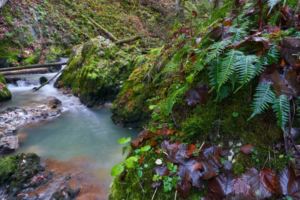 緑豊かな植生の山の中の峡谷を流れる川の急流 — ストック写真