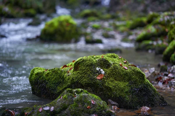Flodforsar Genom Ravin Ett Berg Med Frodig Vegetation — Stockfoto