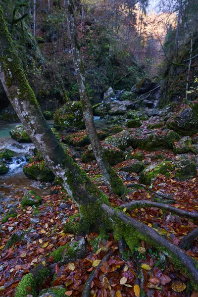 緑豊かな植生の山の中の峡谷を流れる川の急流 ストック写真