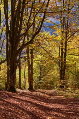 Sonbaharda yaprak döken karışık ağaçlarla dolu bir manzara, yere düşen yapraklar.