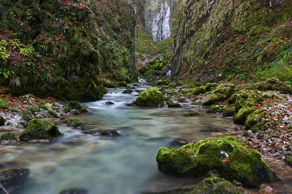 峡谷中的河流 覆盖着苔藓和茂密的植被 — 图库照片