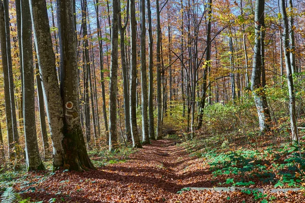 Tájkép Lombhullató Vegyes Színű Fák Erdő Ősszel Lehullott Levelek Földön — Stock Fotó
