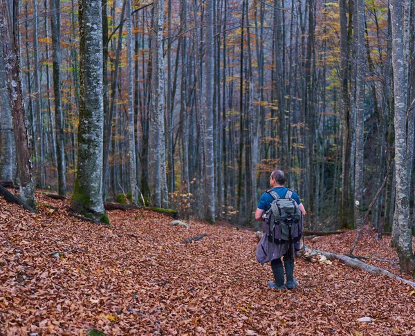 带着沉重背包在山毛榉林中小径上远足的自然摄影师 — 图库照片