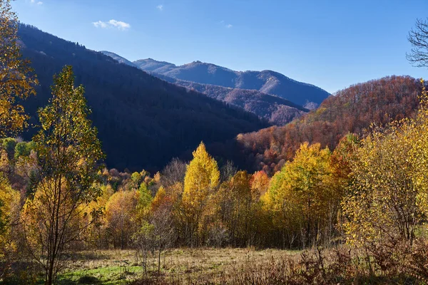秋天的风景与落叶混合着五彩斑斓的森林 落叶落在地上 — 图库照片