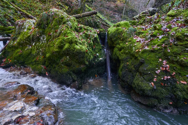 Fluss Einer Schlucht Mit Moos Und Üppiger Vegetation — Stockfoto