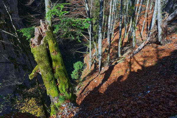 Krajobraz Liściastymi Kolorowymi Drzewami Jesienią Spadające Liście Ziemię — Zdjęcie stockowe