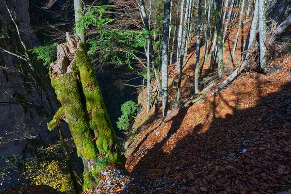 Landschap Met Loofrijke Gemengde Kleurrijke Bomen Bos Herfst Gevallen Bladeren — Stockfoto