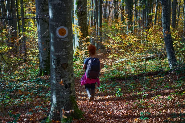 Naturfotografin Wandert Herbst Mit Rucksack Den Bergen Durch Buchen Und — Stockfoto