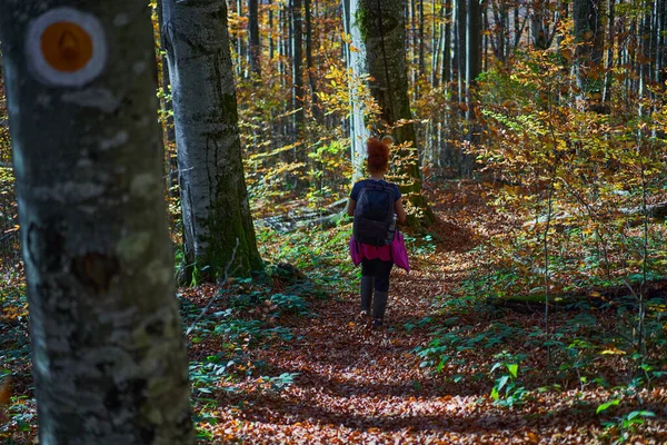 女性の自然写真家は 秋の間にブナや白樺の森を通って山の中で彼女のバックパックでハイキング — ストック写真