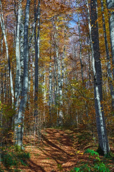 Paysage Avec Forêt Arbres Feuillus Mixtes Colorés Automne Feuilles Tombées — Photo