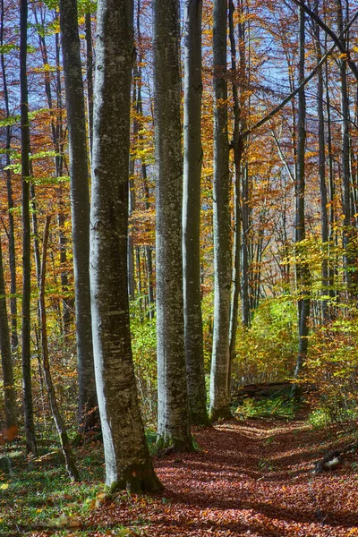 秋に落葉混交カラフルな森の風景 地面に落ちた葉 — ストック写真